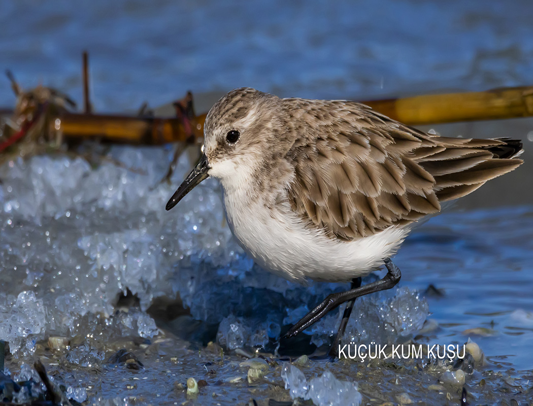 Little Stint