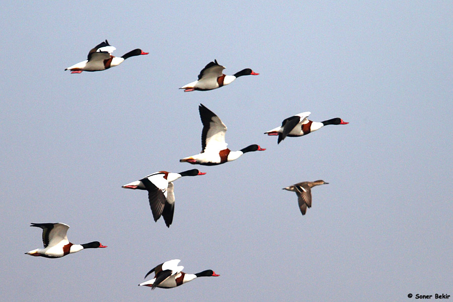 Common Shelduck