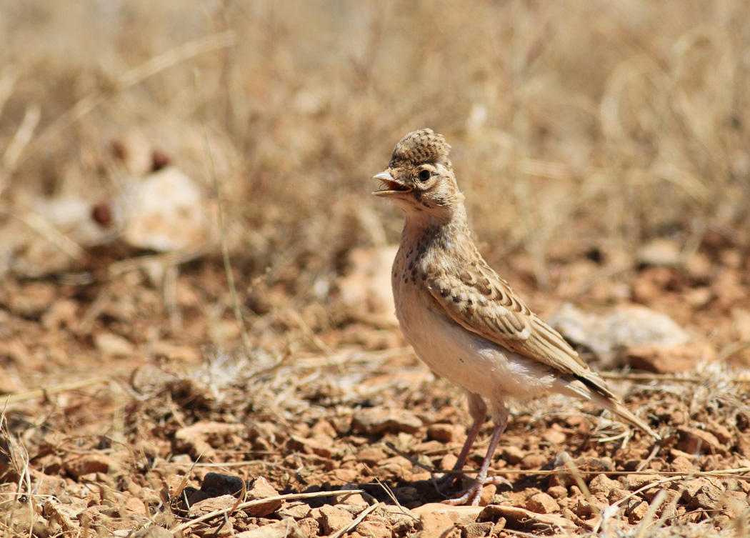 Turkestan Short-toed Lark