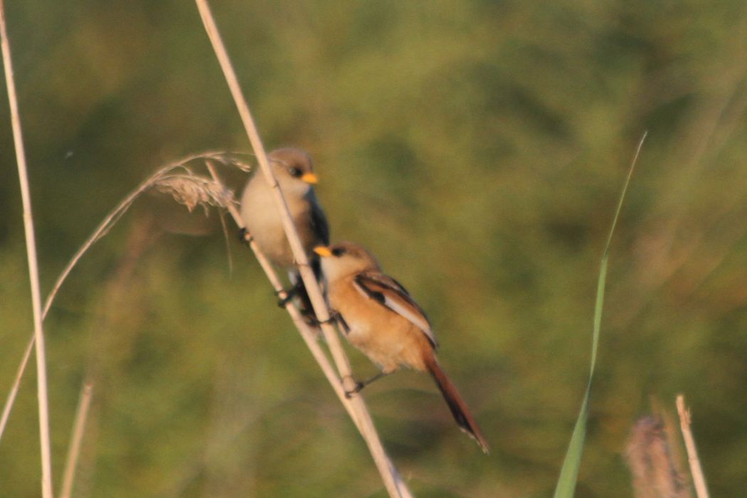Bearded Reedling