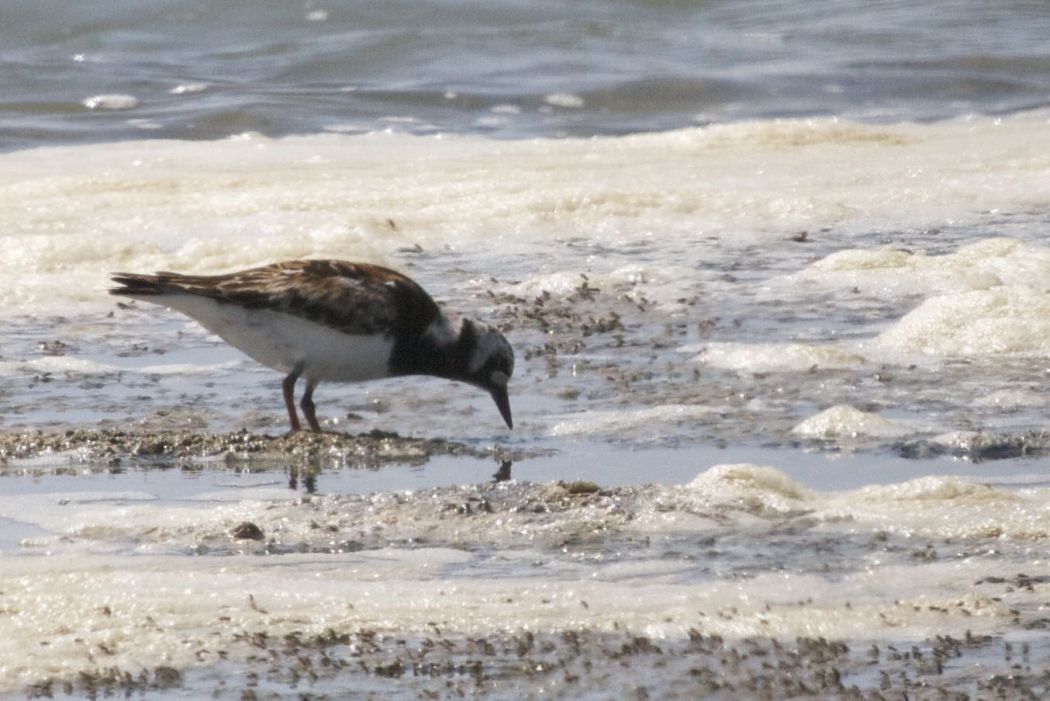 Ruddy Turnstone