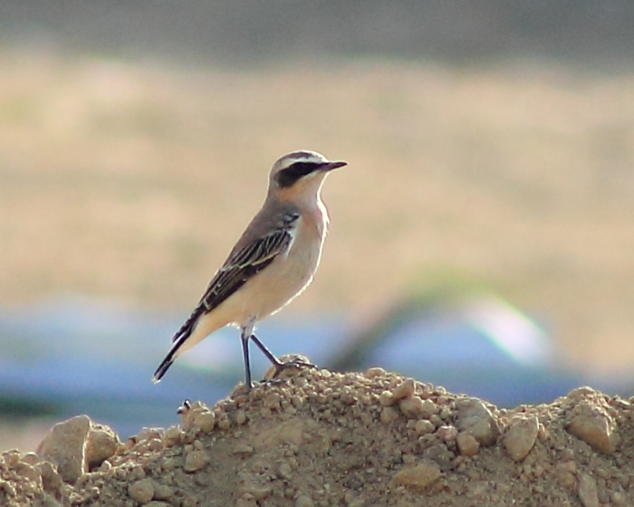 Northern Wheatear