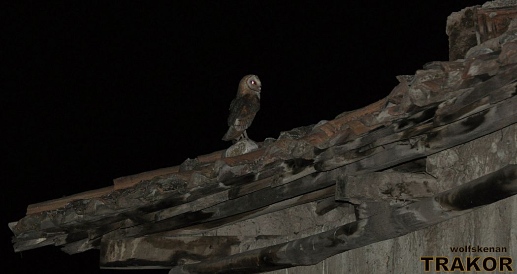 Western Barn Owl