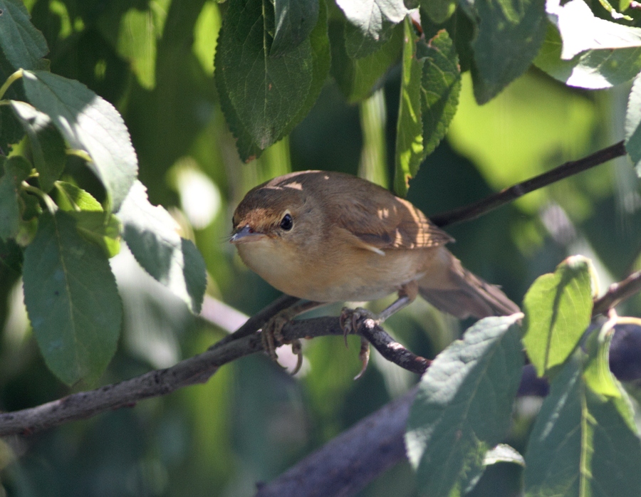 Garden Warbler