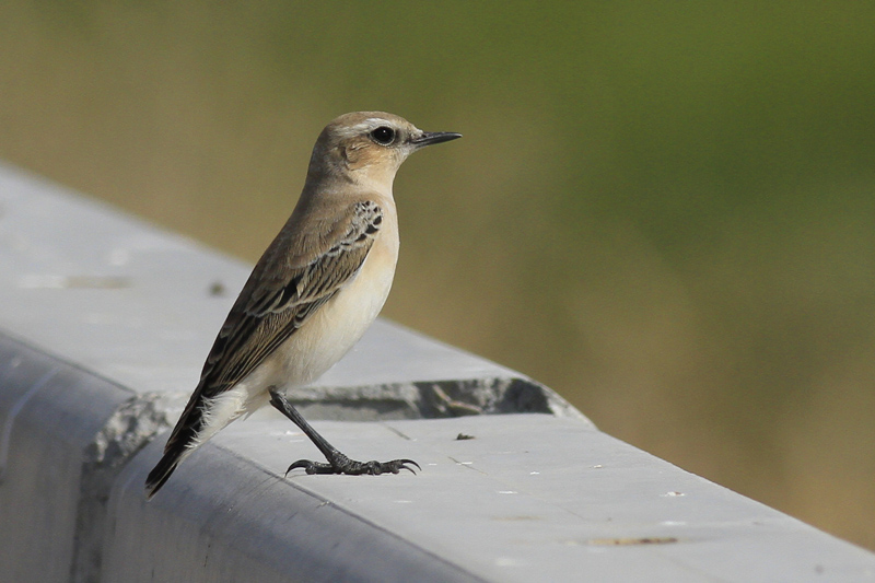 Northern Wheatear