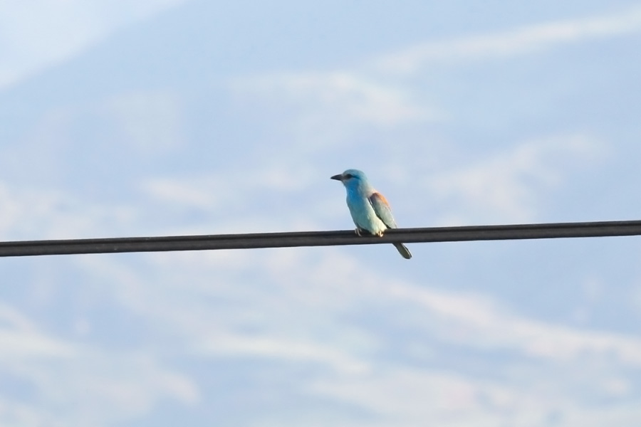 European Roller