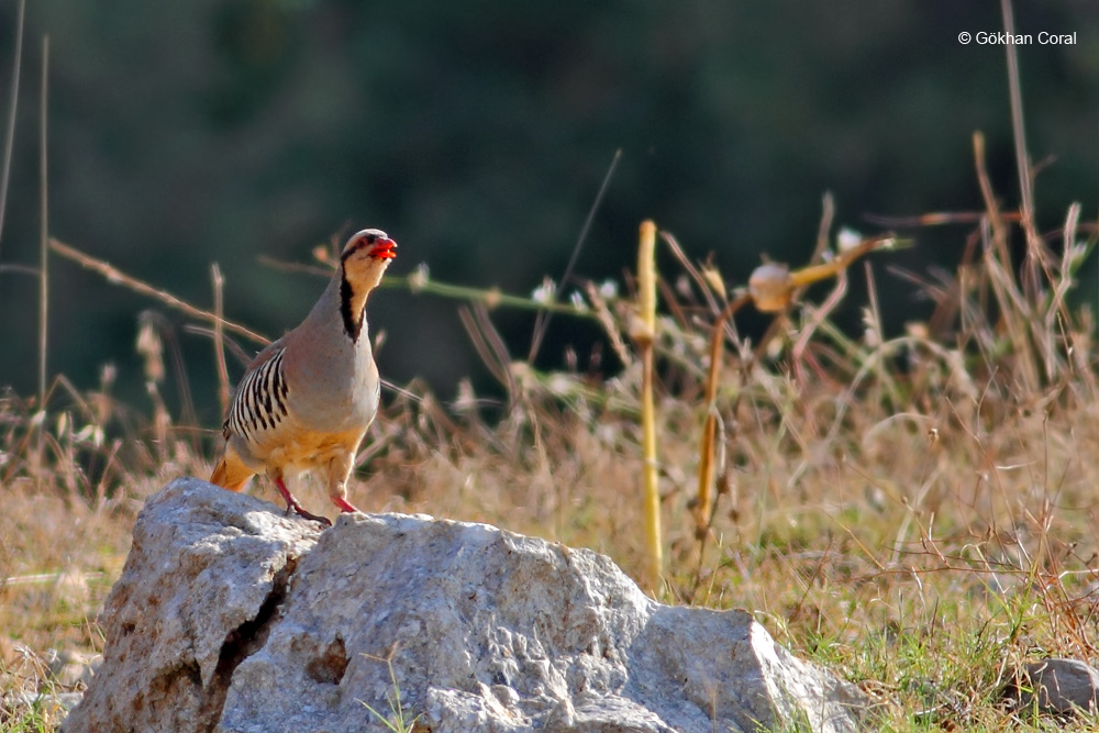 Chukar Partridge