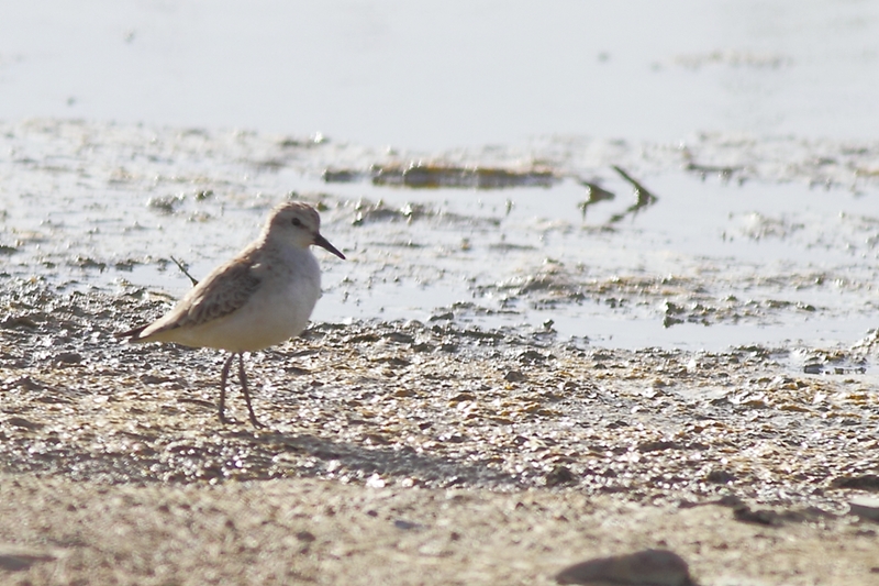 Red Knot