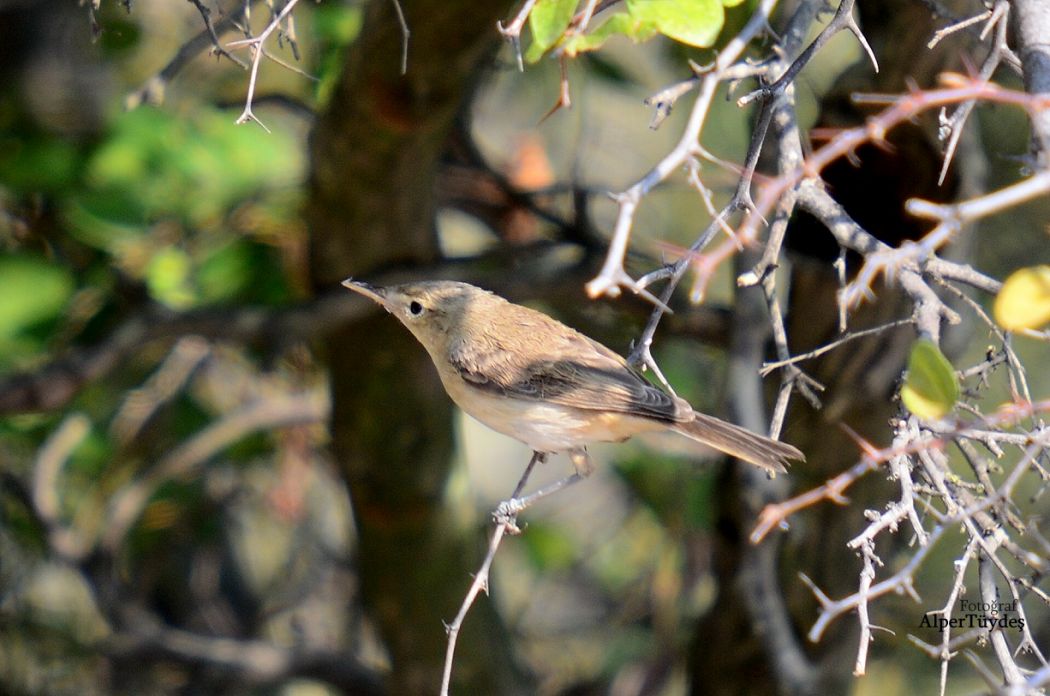 Common Reed Warbler