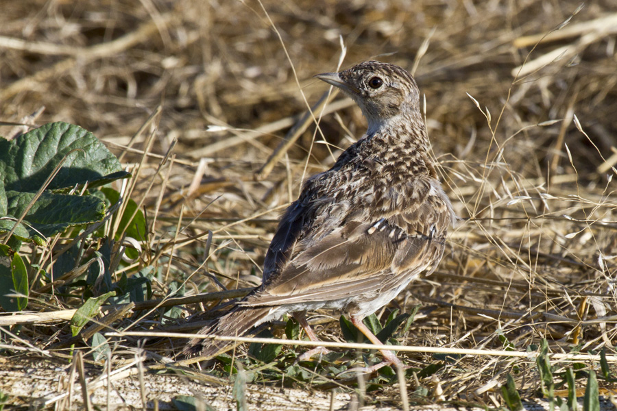 Eurasian Skylark
