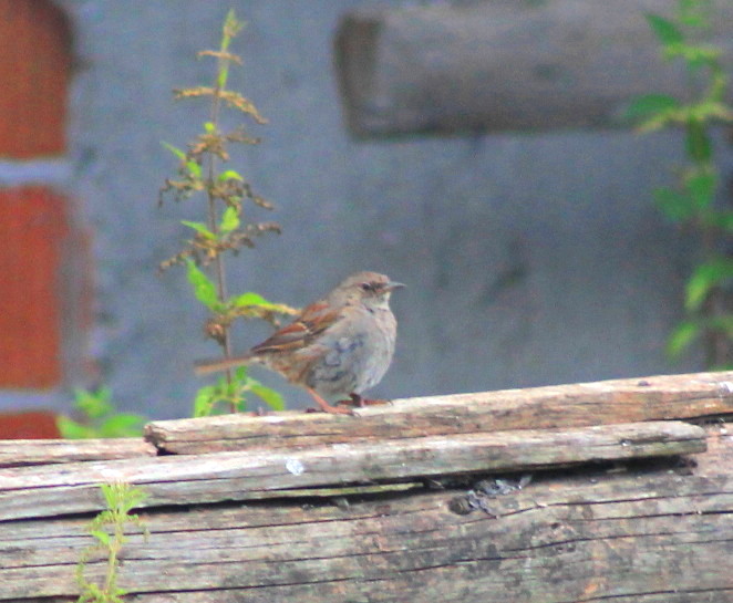 Dunnock