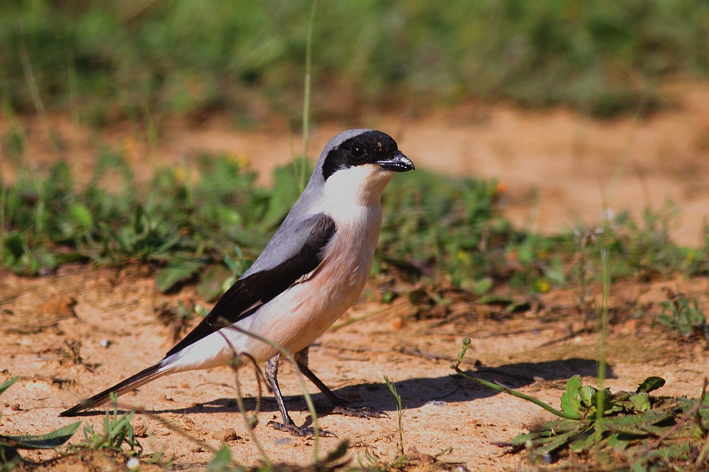 Lesser Grey Shrike