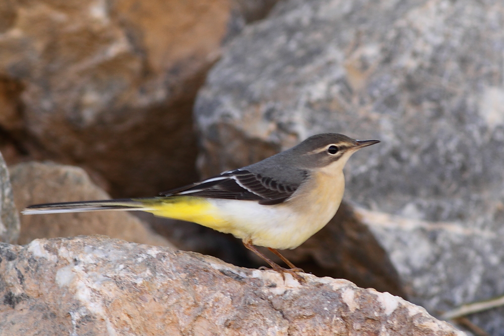 Grey Wagtail