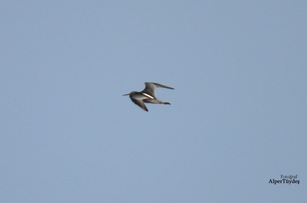 Spotted Redshank