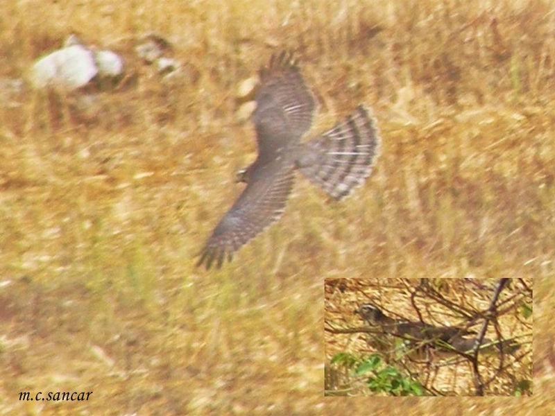 Eurasian Sparrowhawk