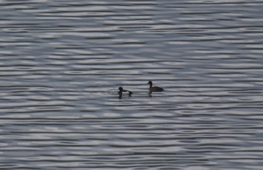 Tufted Duck