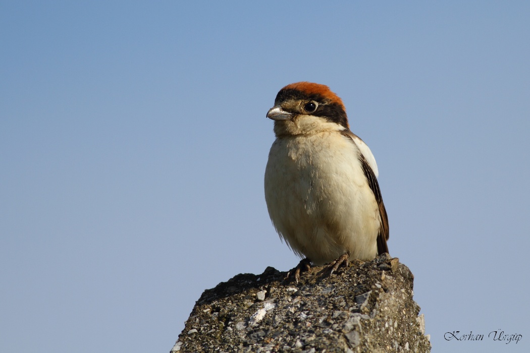 Woodchat Shrike