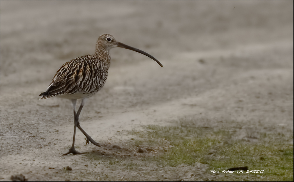 Eurasian Curlew