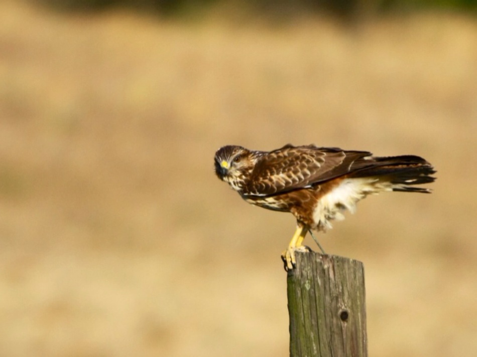 Common Buzzard