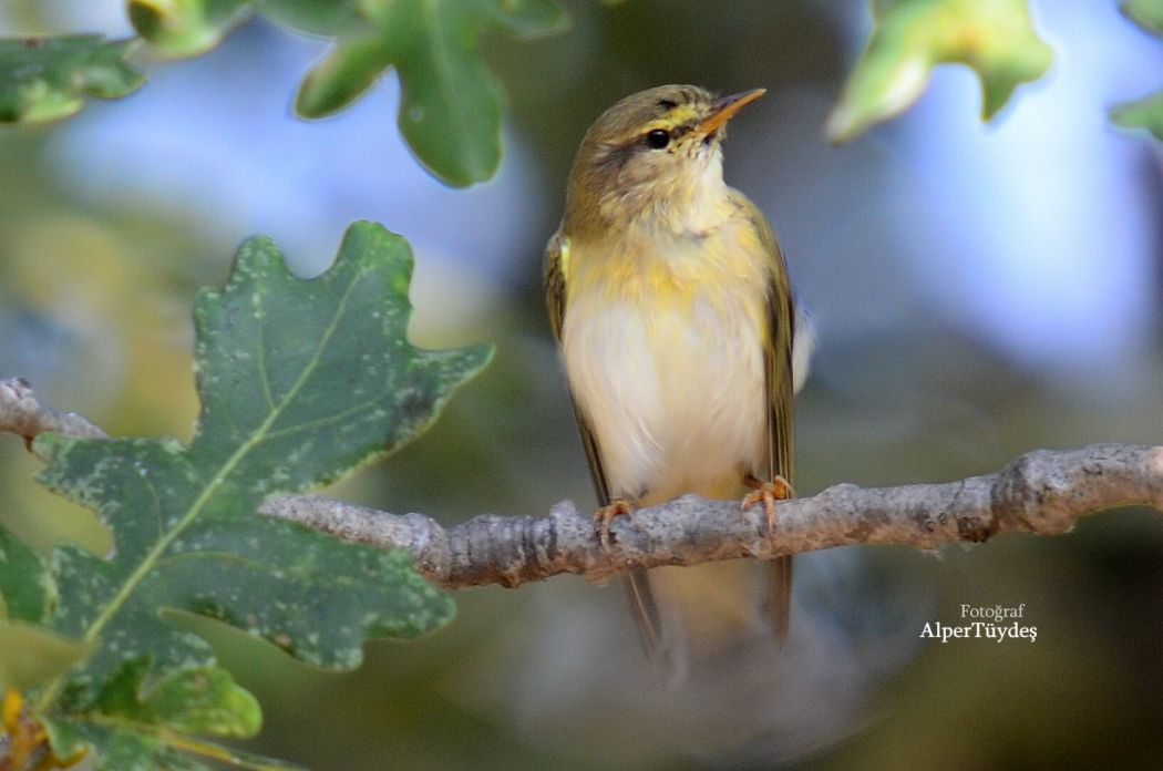 Wood Warbler