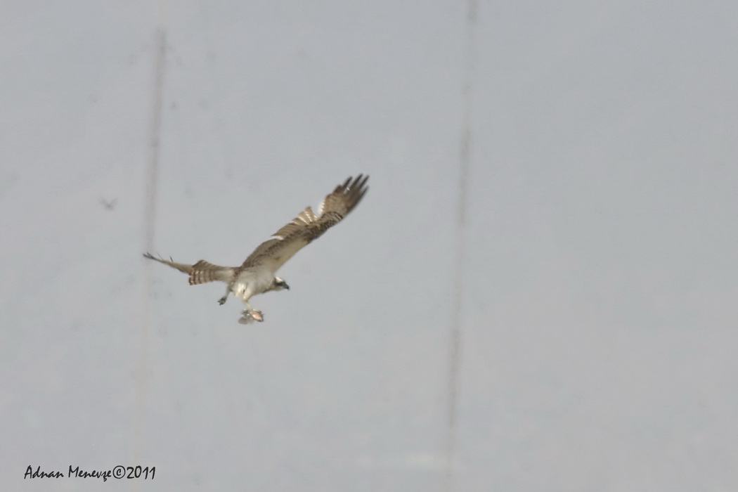 Osprey