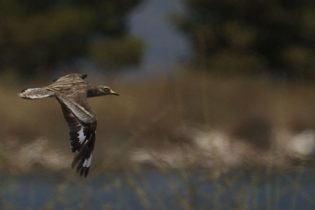 Eurasian Stone-curlew