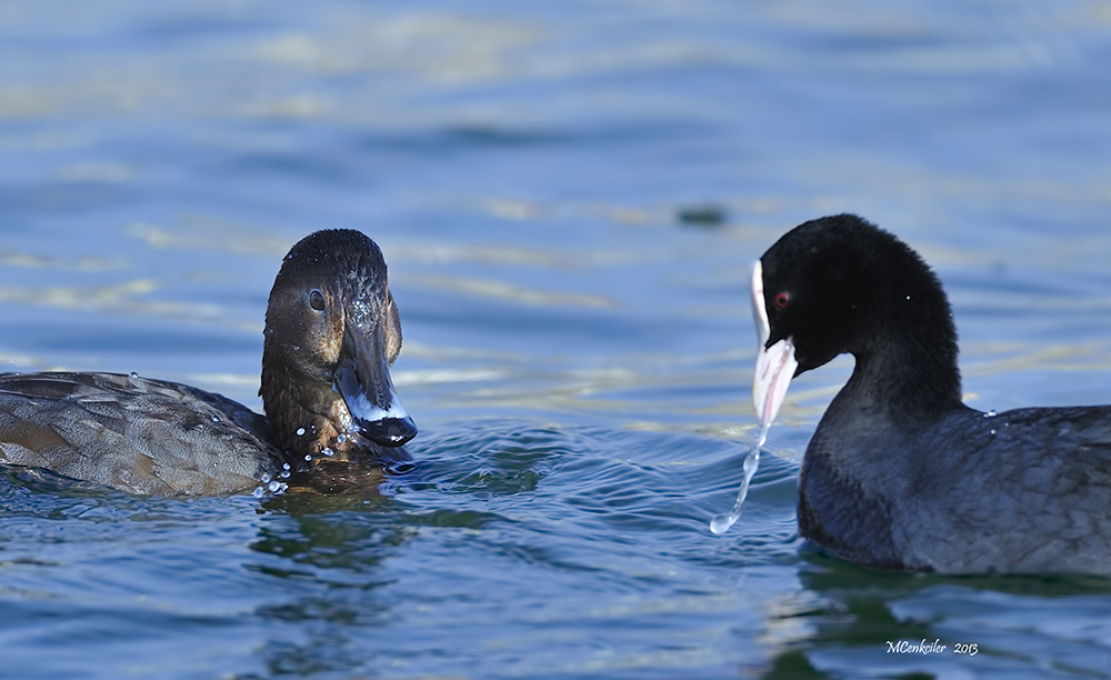 Eurasian Coot