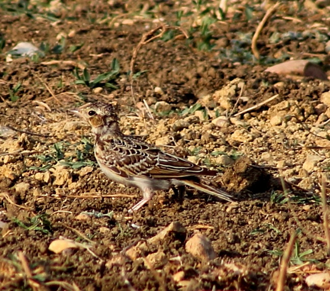 Eurasian Skylark