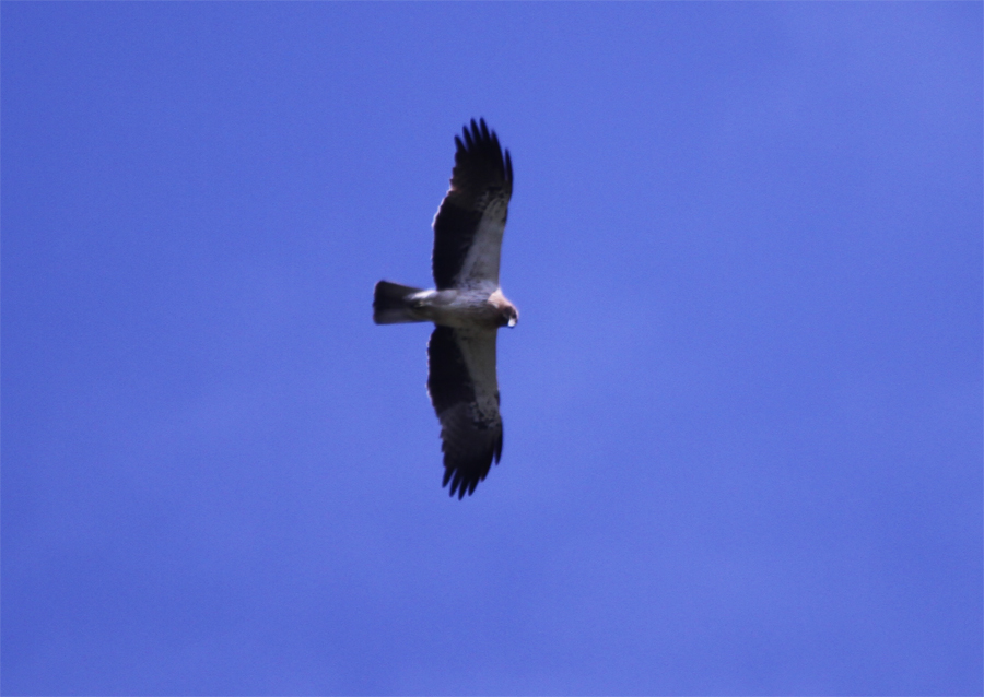 Booted Eagle