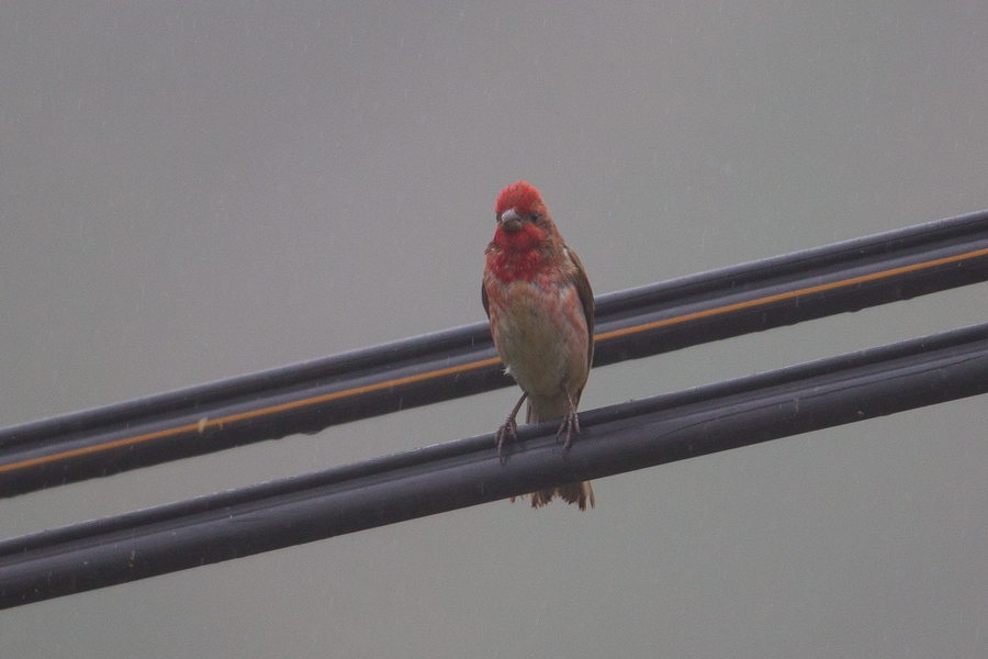 Common Rosefinch