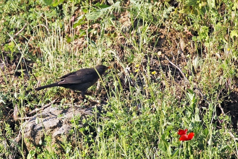 Common Blackbird