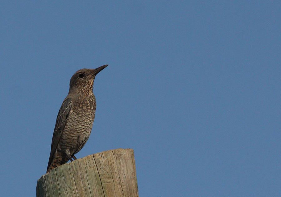 Blue Rock Thrush