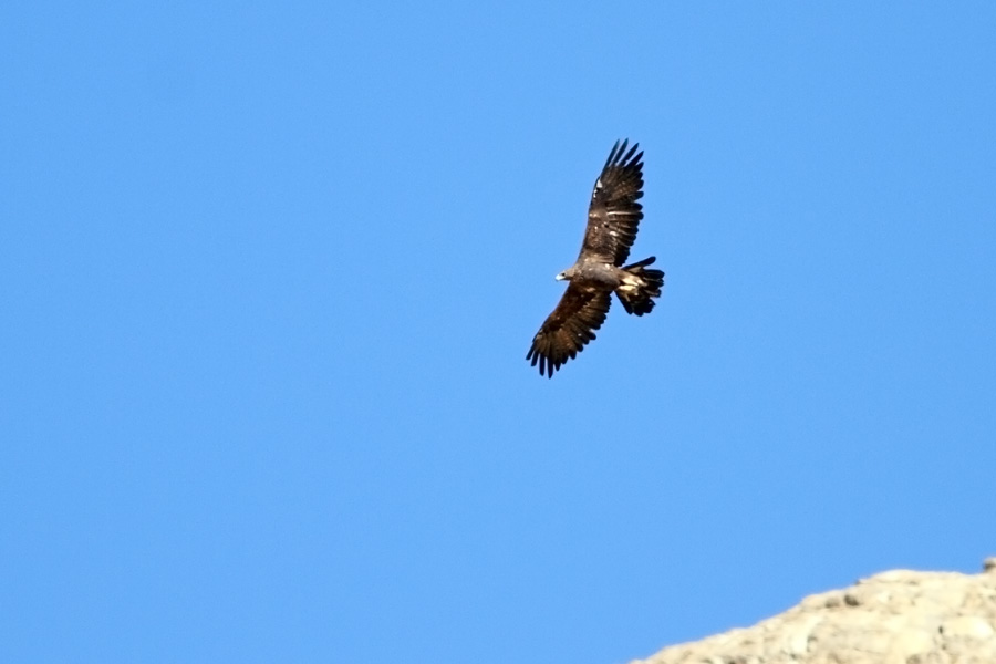 Golden Eagle