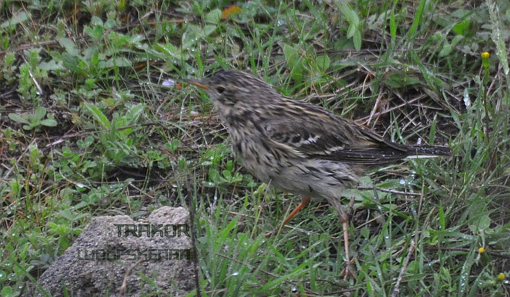Meadow Pipit