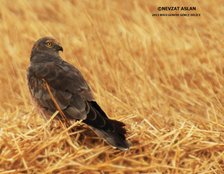 Montagu`s Harrier