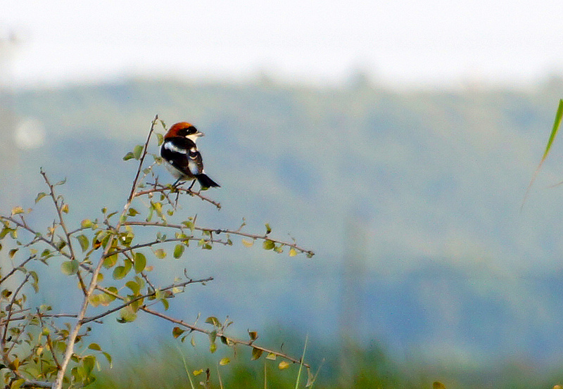 Woodchat Shrike