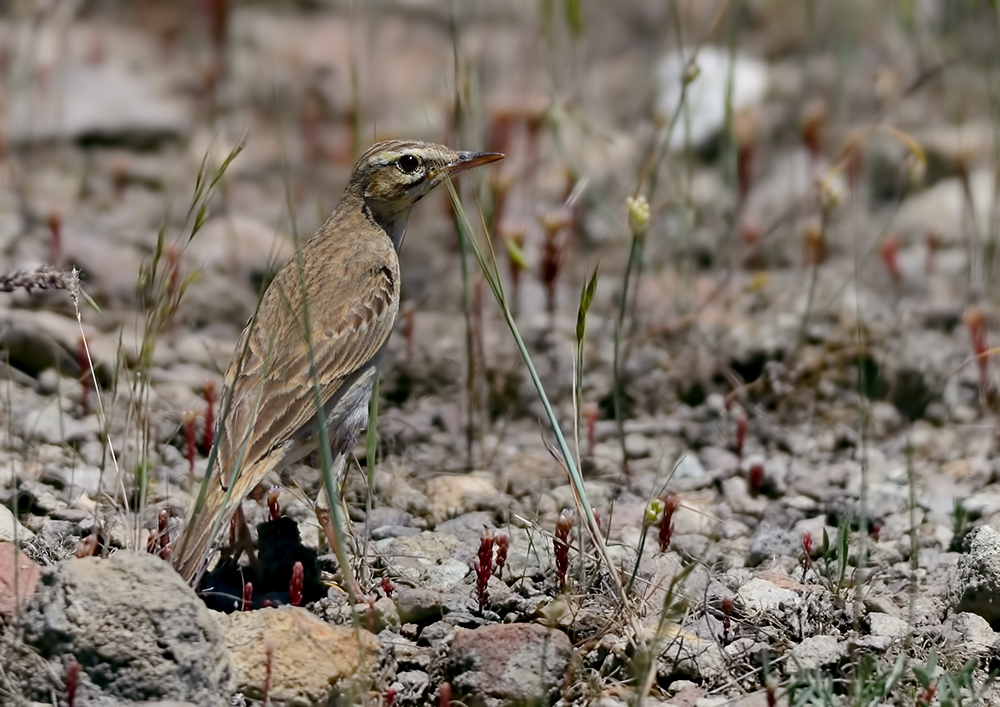Tawny Pipit