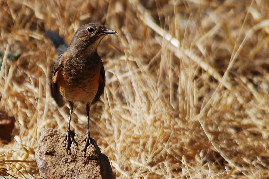 White-throated Robin
