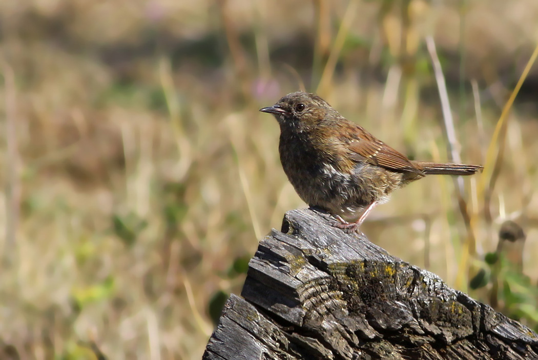 Dunnock