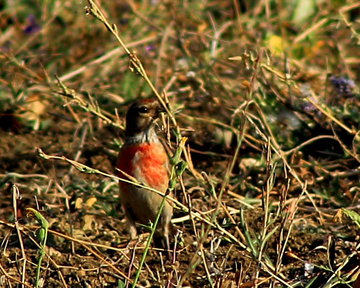 Common Linnet