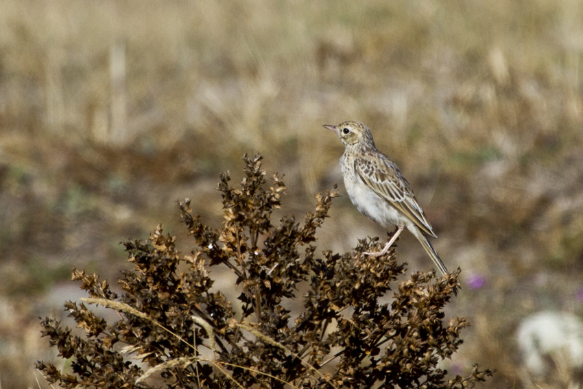 Tawny Pipit