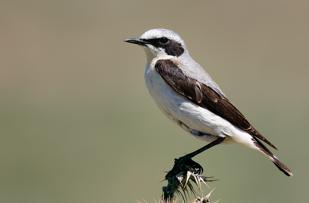 Northern Wheatear