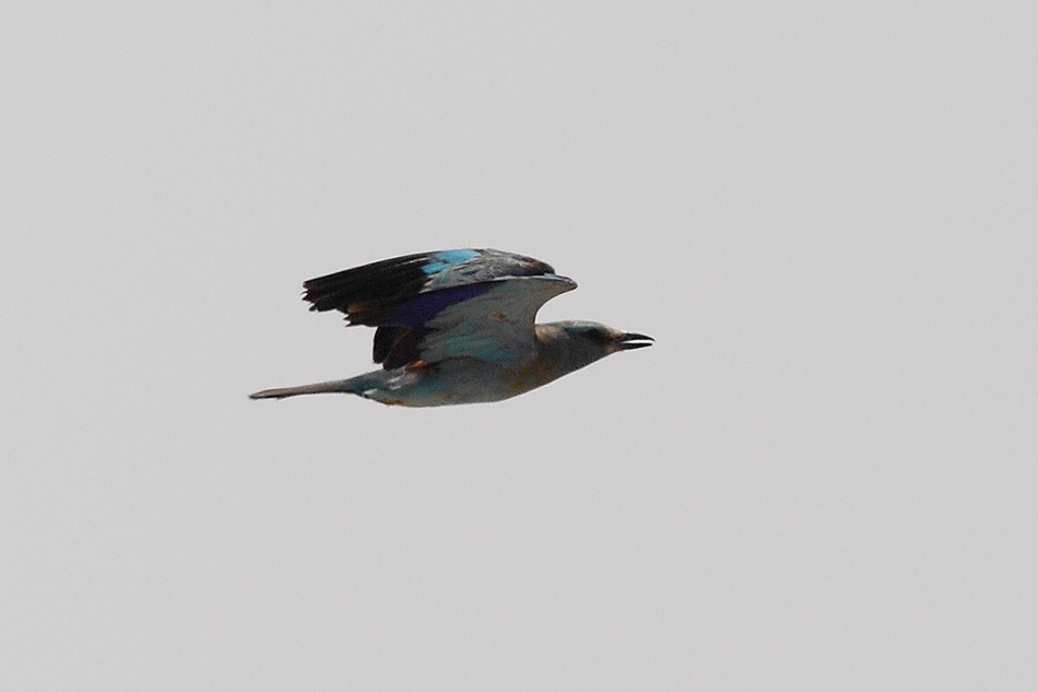Indian Roller