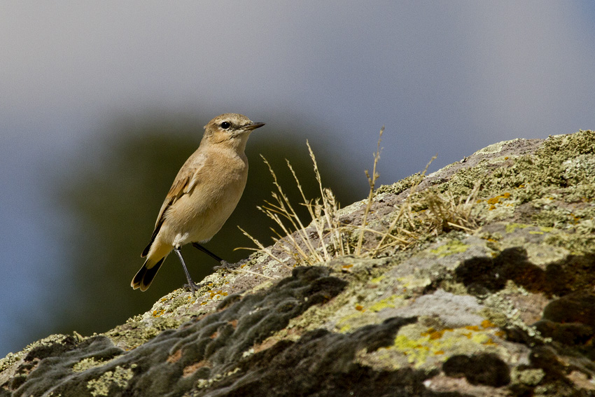 Isabelline Wheatear