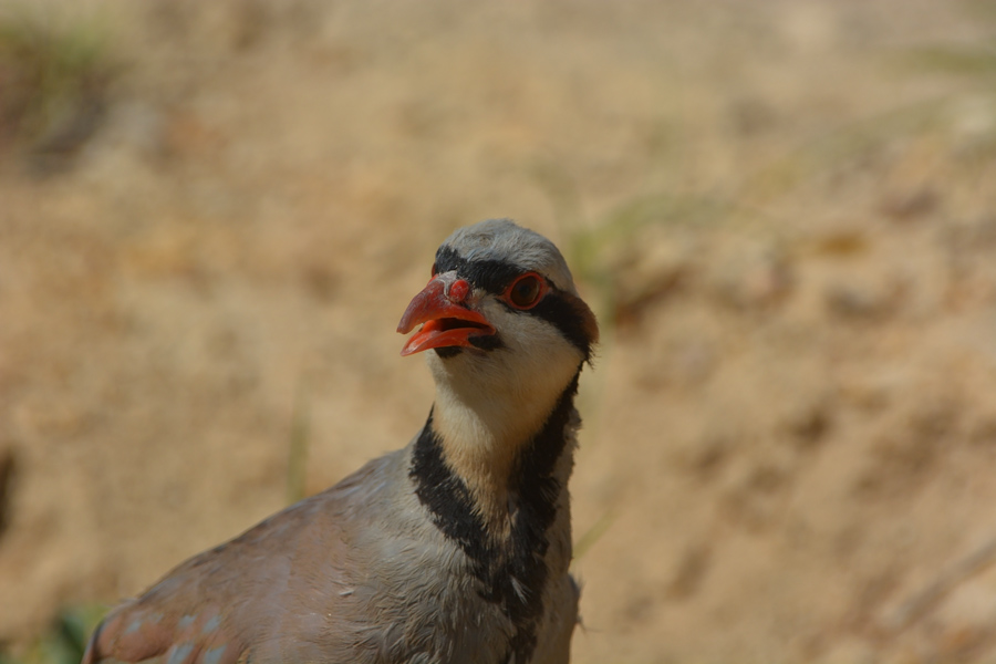 Chukar Partridge