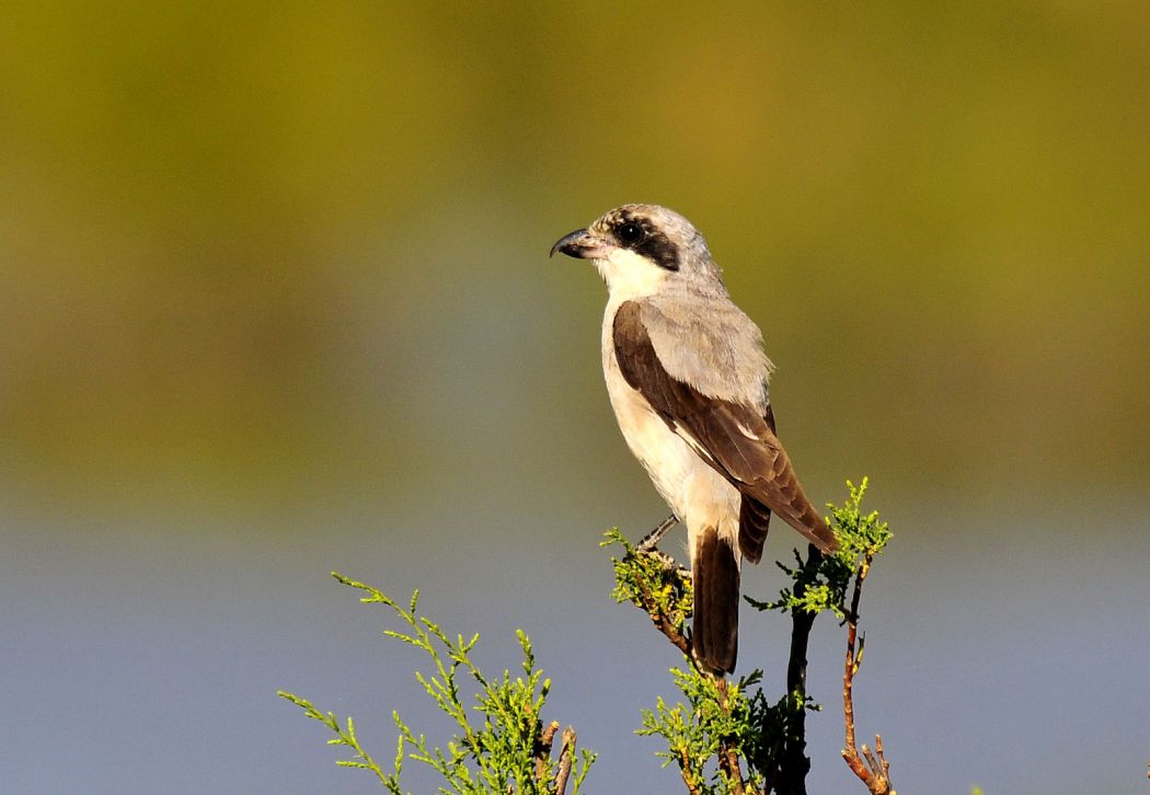 Lesser Grey Shrike