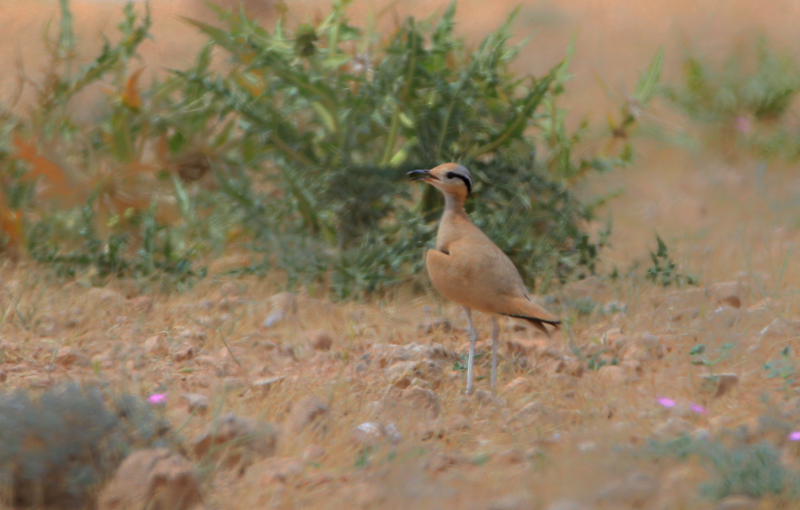 Cream-colored Courser