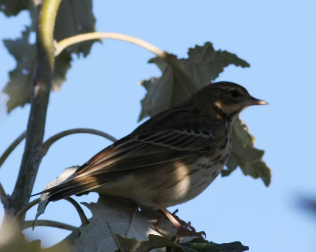 Tree Pipit