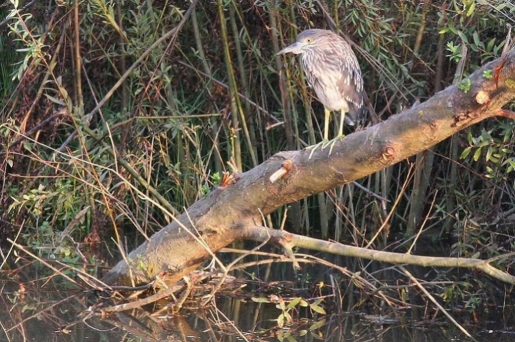 Black-crowned Night Heron