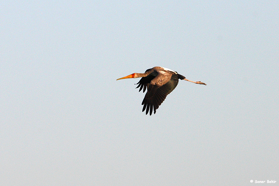Yellow-billed Stork